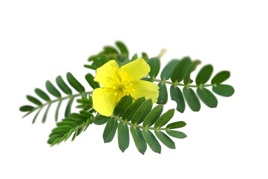 Tribulus terrestris como parte do Glucoren